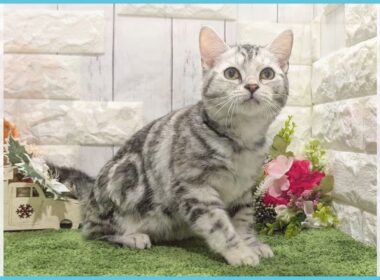 ペットショップcoo&riku No.00741154 アメリカンショートヘアー