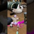 ネコトンネルのジャラシで遊ぶシャムの子ねこパンダくん、結構、どんくさい💦w
