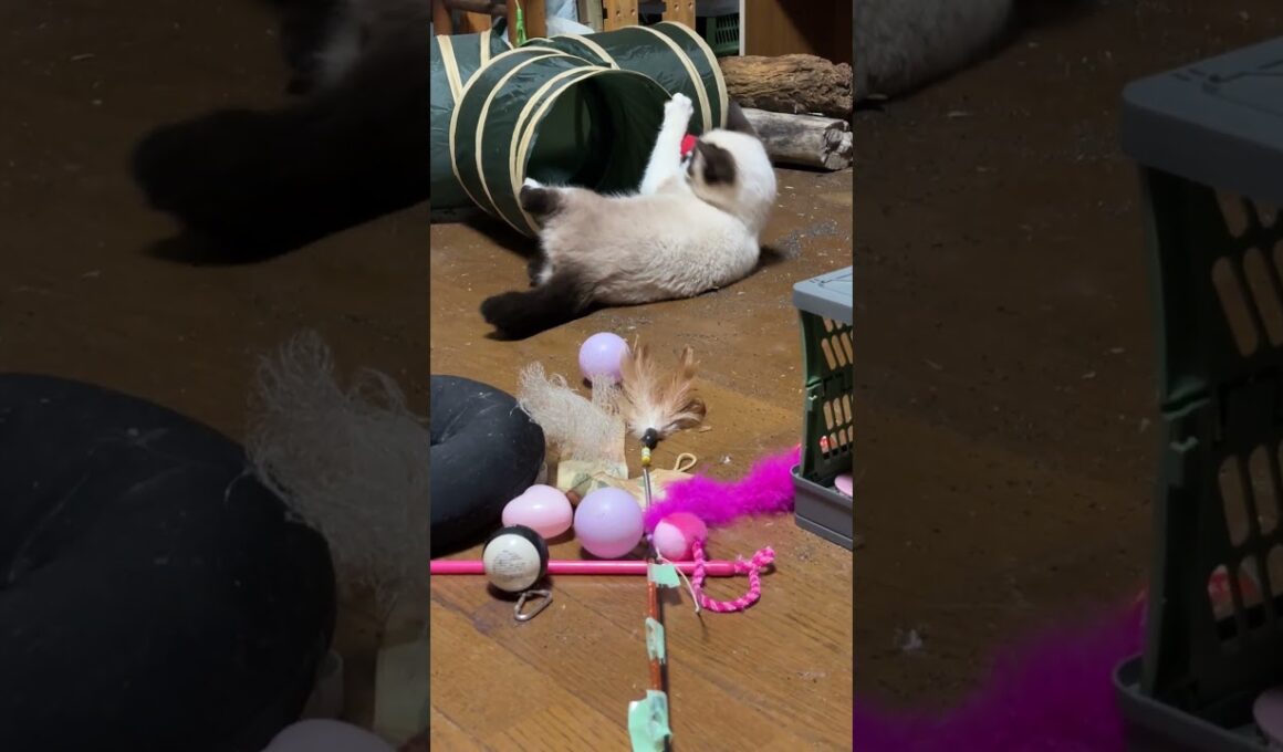 ネコトンネルのジャラシで遊ぶシャムの子ねこパンダくん、結構、どんくさい💦w