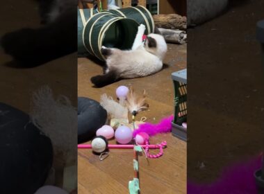 ネコトンネルのジャラシで遊ぶシャムの子ねこパンダくん、結構、どんくさい💦w