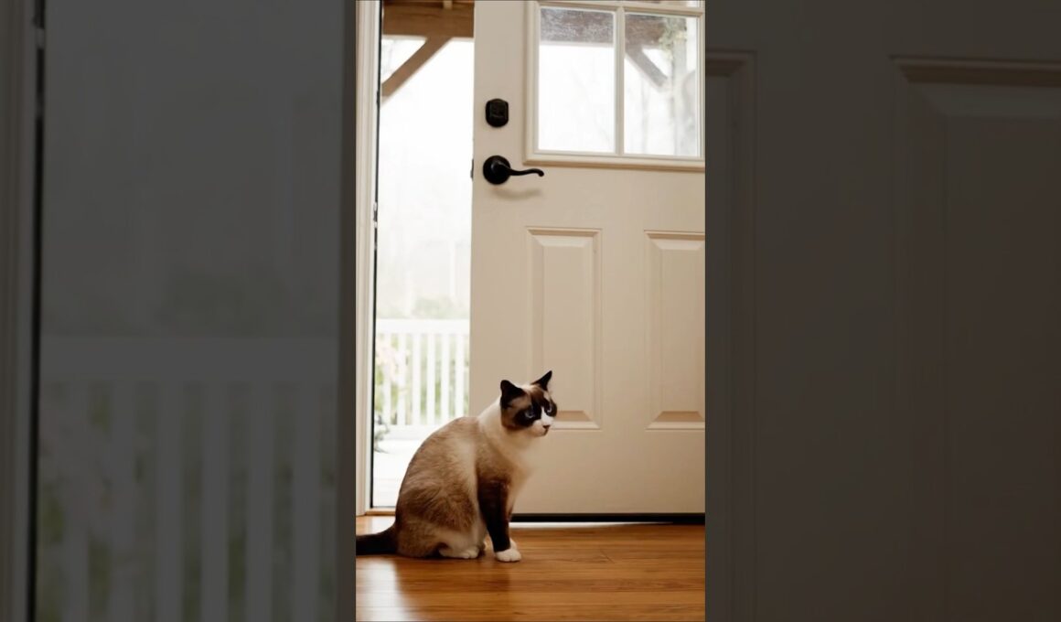 胸キュン注意 - 玄関を開けた瞬間…スノーシュー猫の愛らしいサプライズ！