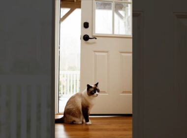 胸キュン注意 - 玄関を開けた瞬間…スノーシュー猫の愛らしいサプライズ！