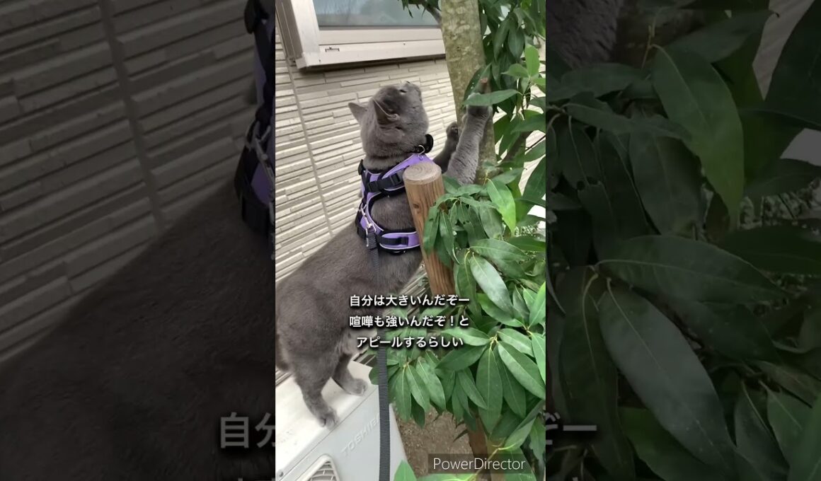 猫が高い位置に爪痕を残す時。 #ブリティッシュショートヘアー #britishshorthair #cat #猫 #散歩する猫
