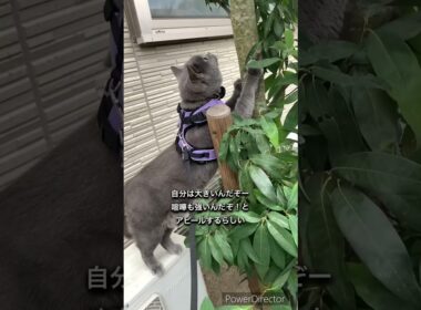 猫が高い位置に爪痕を残す時。 #ブリティッシュショートヘアー #britishshorthair #cat #猫 #散歩する猫
