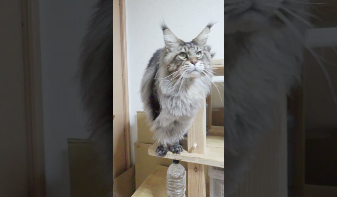 生後4歳7ヶ月ブラウンのメインクーンレブロン君