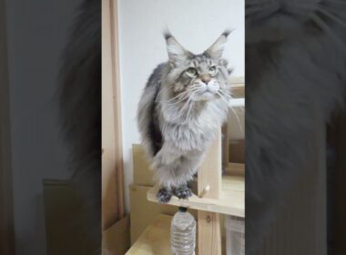 生後4歳7ヶ月ブラウンのメインクーンレブロン君