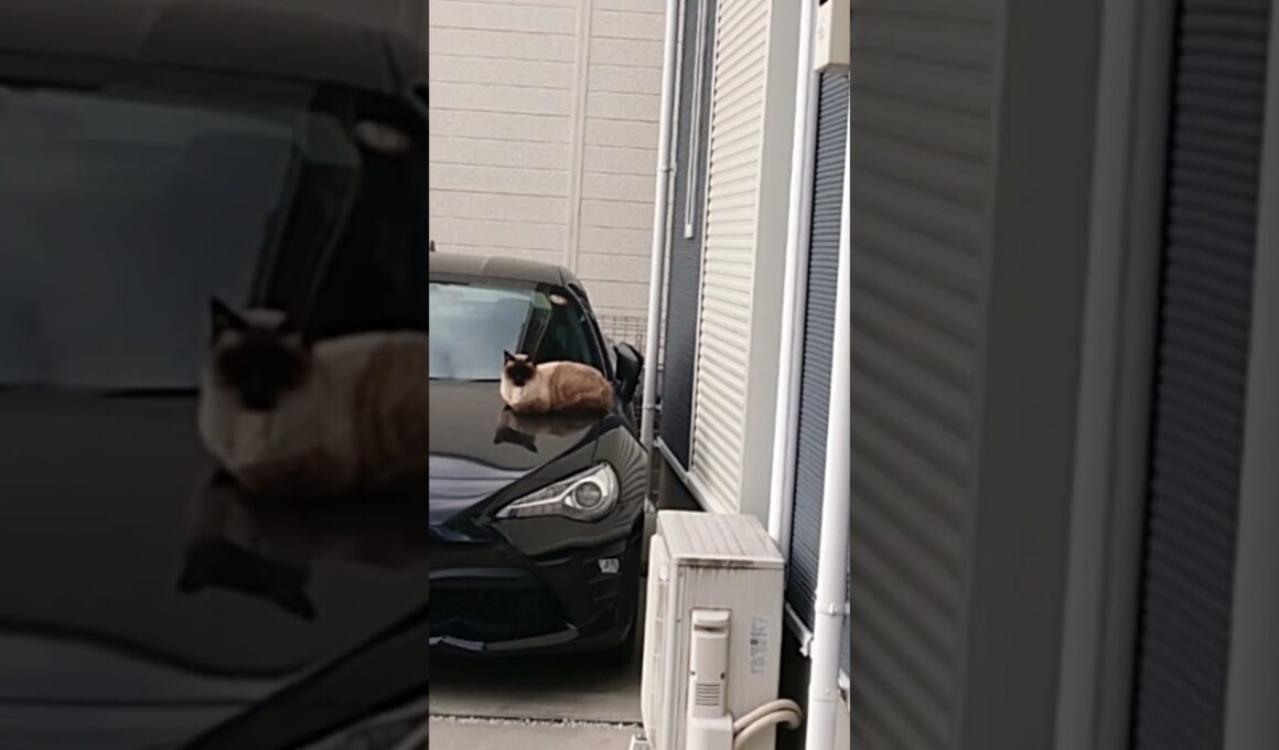 車の上のシャム猫っぽいの。【お外の動物その608】#shorts