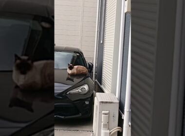 車の上のシャム猫っぽいの。【お外の動物その608】#shorts