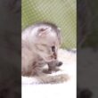 鳴き声のする方にピョンコピョンコと近づく赤ちゃん子猫【赤ちゃん猫　保護猫】 #kitten #gatto #cat #meow  #asmr