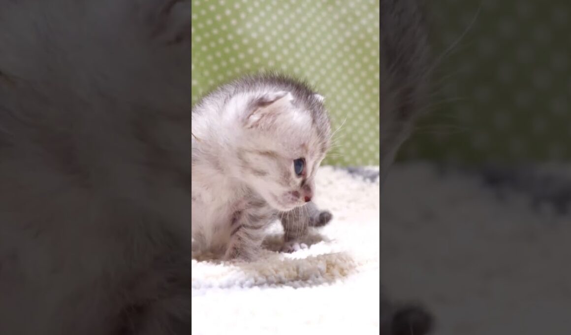 鳴き声のする方にピョンコピョンコと近づく赤ちゃん子猫【赤ちゃん猫　保護猫】 #kitten #gatto #cat #meow  #asmr