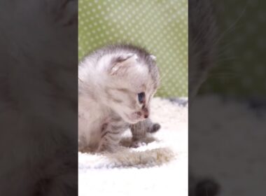 鳴き声のする方にピョンコピョンコと近づく赤ちゃん子猫【赤ちゃん猫　保護猫】 #kitten #gatto #cat #meow  #asmr