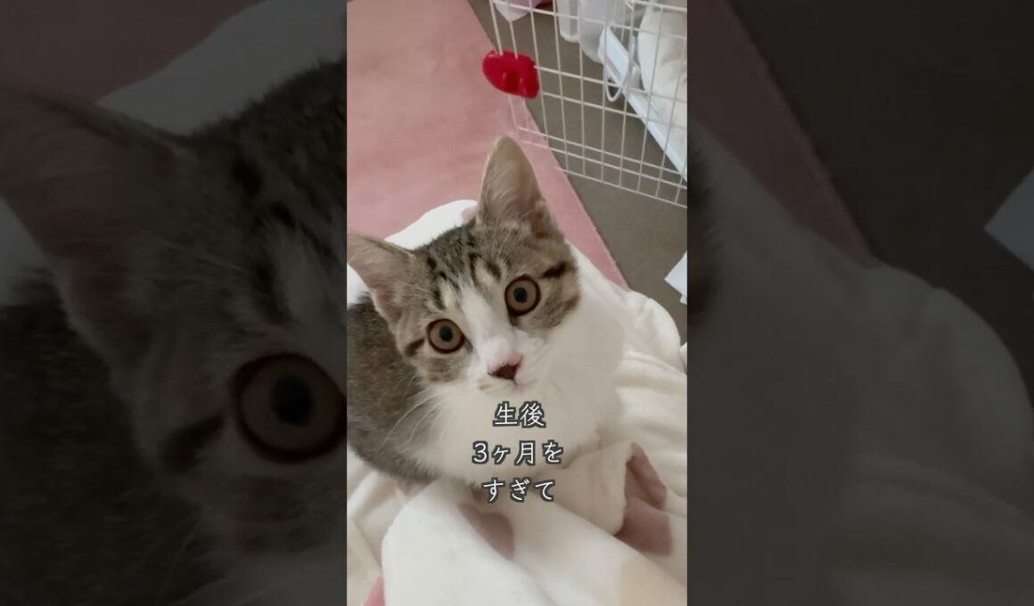 クセ強めに育っている生後3ヶ月の保護子猫生後3ヶ月の保護子猫 #shorts  #子猫動画 #猫のいる暮らし