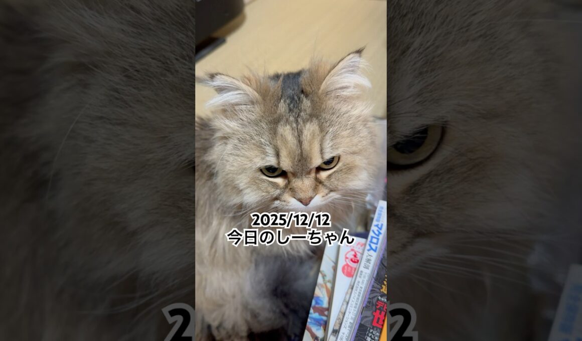 2025/12/12今日のしーちゃん #猫 #ペルシャ #シエル #cat #猫のいる暮らし
