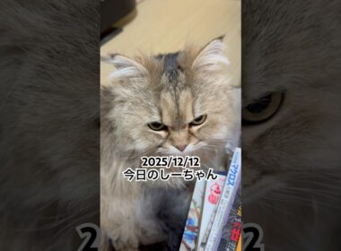 2025/12/12今日のしーちゃん #猫 #ペルシャ #シエル #cat #猫のいる暮らし