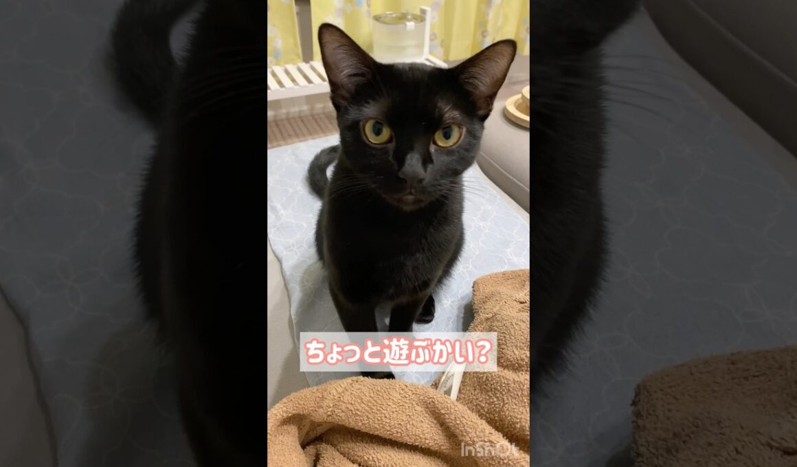元気にお返事する黒猫ボンベイ　#子猫 #cat #ねこ動画 #ねこ #猫 #ねこのいる暮らし #ねこのいる生活 #かわいい #癒やし #甘えん坊