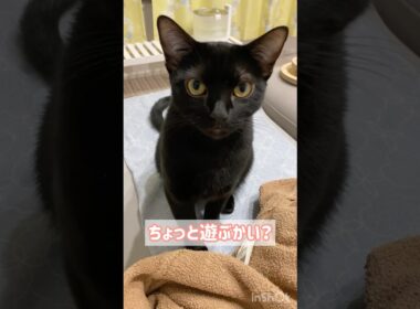 元気にお返事する黒猫ボンベイ　#子猫 #cat #ねこ動画 #ねこ #猫 #ねこのいる暮らし #ねこのいる生活 #かわいい #癒やし #甘えん坊