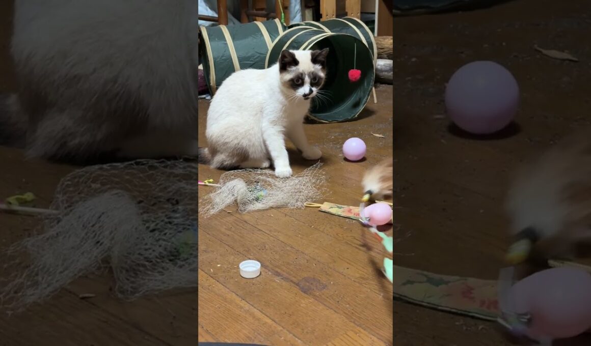 シャムの子ネコ雫「一緒に遊ぼうよ。パンダお兄ちゃん」