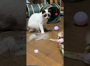 シャムの子ネコ雫「一緒に遊ぼうよ。パンダお兄ちゃん」