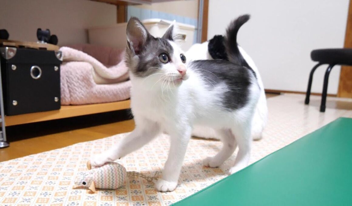 おもちゃのネズミに興味津々の子猫【赤ちゃん猫　保護猫】