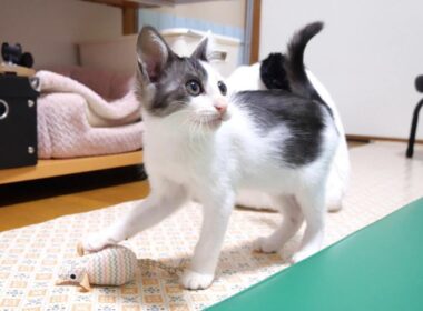 おもちゃのネズミに興味津々の子猫【赤ちゃん猫　保護猫】