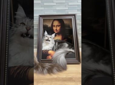 モナリザの猫🧑‍🎨🎨#maincoon #メインクーン #ラグドール #猫のいる生活 #ragdoll