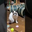 三毛猫ミックス「シャムの子ねこパンダくん、遊ぶ中、隠れているネコたちがいます。わかるかな」