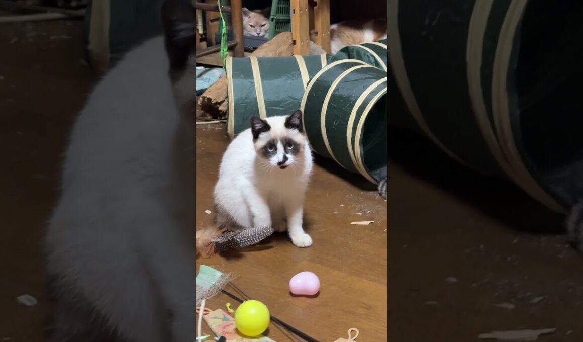 三毛猫ミックス「シャムの子ねこパンダくん、遊ぶ中、隠れているネコたちがいます。わかるかな」