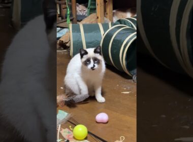 三毛猫ミックス「シャムの子ねこパンダくん、遊ぶ中、隠れているネコたちがいます。わかるかな」