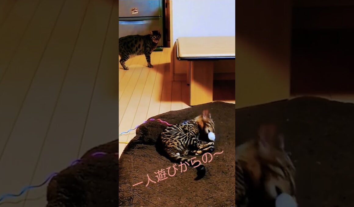 アルちゃんの一人遊び⁉️＆ジャンプ⁉️　 #ベンガル #猫 #ねこのいる生活 #猫動画 #cats #かわいい猫 #仲良し #ほのぼの #ほっこり #癒やし猫 #癒やしのペット動画 #あそび