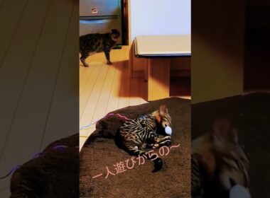 アルちゃんの一人遊び⁉️＆ジャンプ⁉️　 #ベンガル #猫 #ねこのいる生活 #猫動画 #cats #かわいい猫 #仲良し #ほのぼの #ほっこり #癒やし猫 #癒やしのペット動画 #あそび
