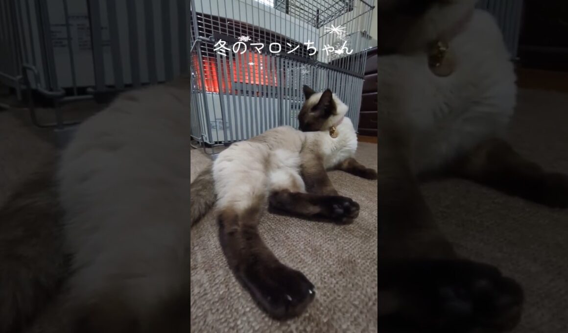 ストーブ前を独占するマロンちゃん🐈️ #cat #catshorts #シャム猫 #しゃむねこ #ねこのいる暮らし #ねこのいる生活 #シャム猫 ☆マロンちゃん #ストーブ