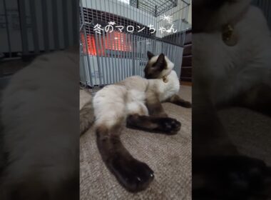 ストーブ前を独占するマロンちゃん🐈️ #cat #catshorts #シャム猫 #しゃむねこ #ねこのいる暮らし #ねこのいる生活 #シャム猫 ☆マロンちゃん #ストーブ