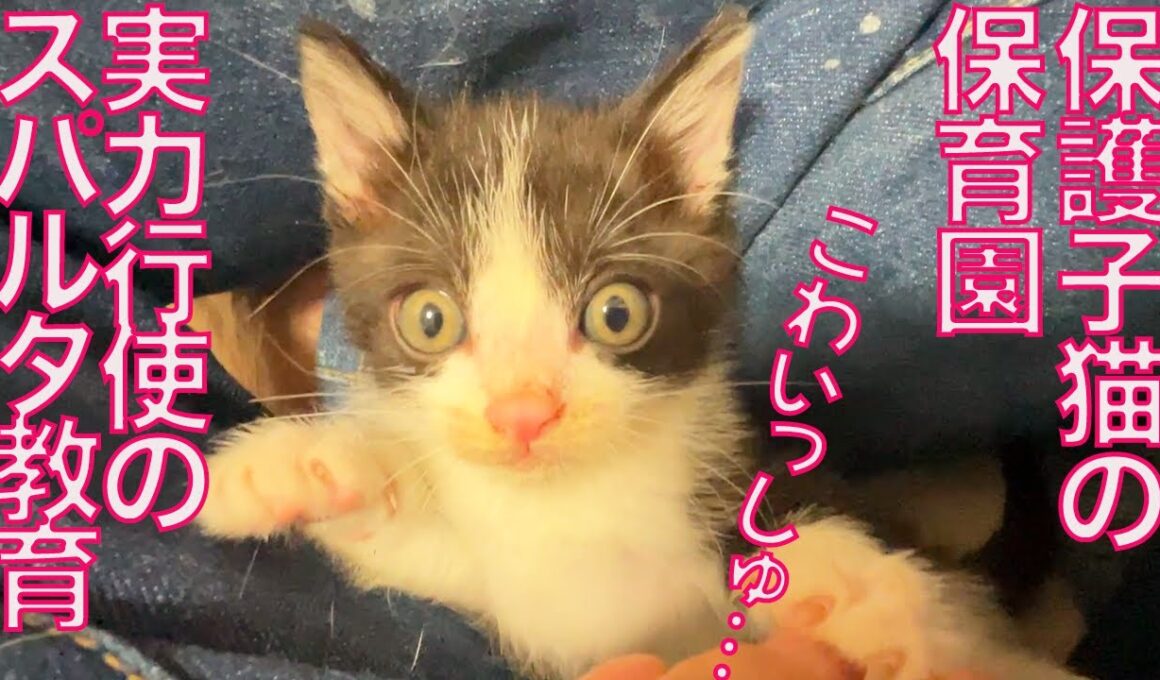 保護子猫保育園、恐怖の実力行使教育に出る　Strict training for the rescued kitties