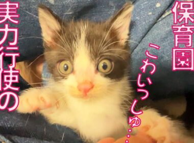 保護子猫保育園、恐怖の実力行使教育に出る　Strict training for the rescued kitties