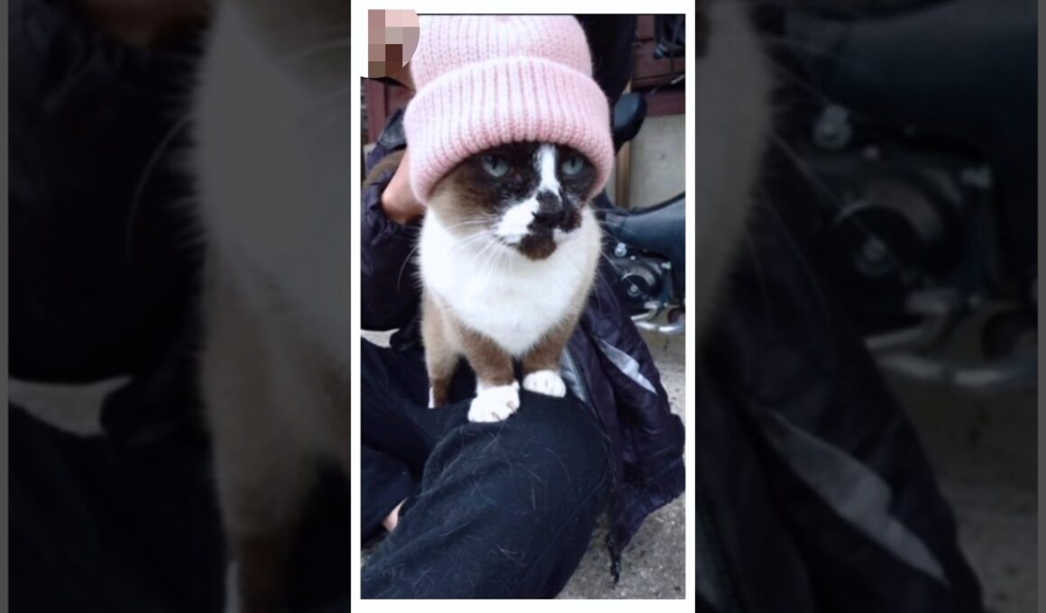 シャム猫さん 再び 外の探索へ🥶〜🍃