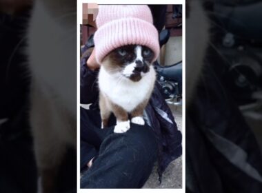 シャム猫さん 再び 外の探索へ🥶〜🍃