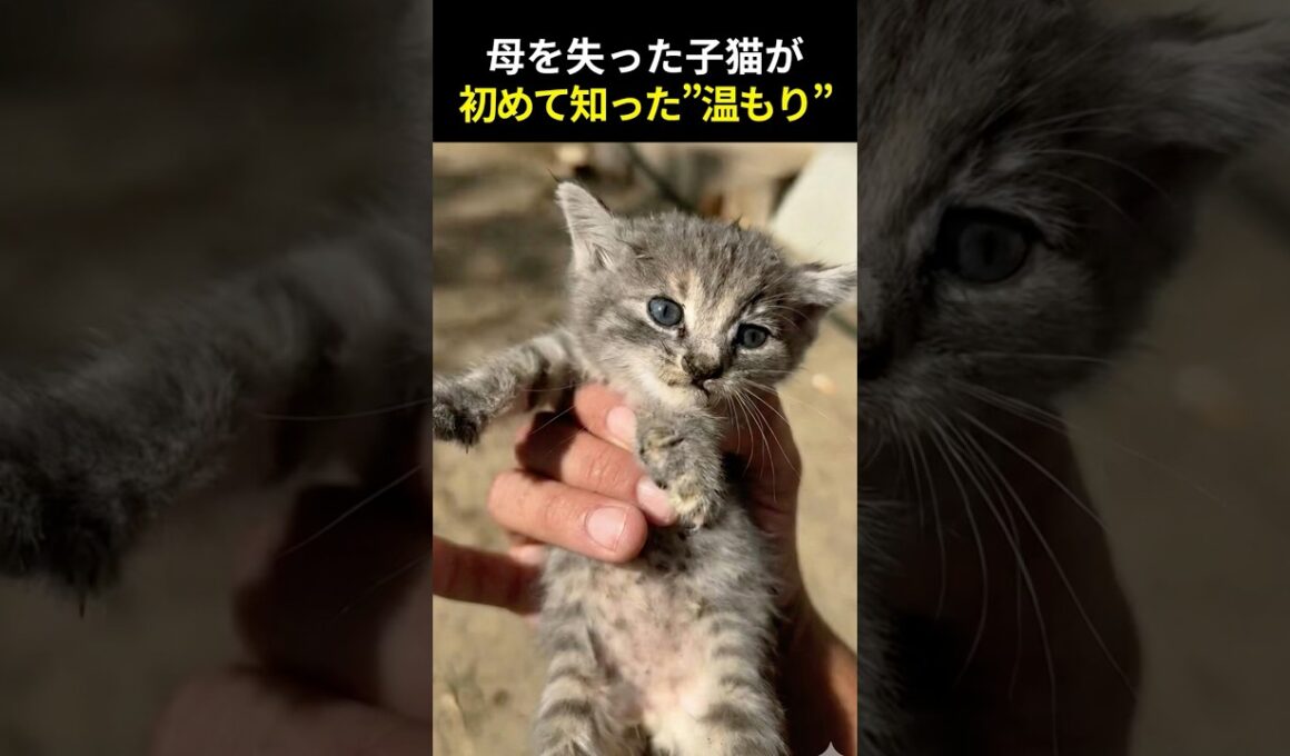 母を失った子猫の救出。初めて知った“温もり”の物語 #保護猫 #子猫 #感動実話