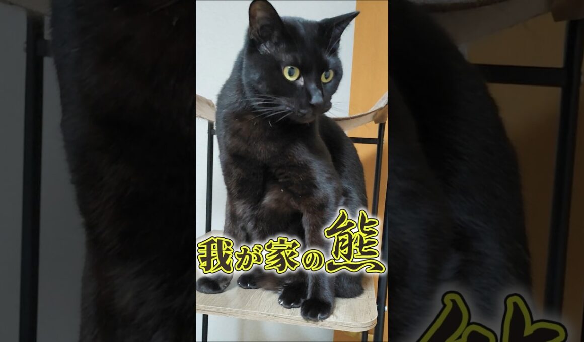 猫2匹分の体重を持つ熊猫登場！