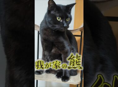 猫2匹分の体重を持つ熊猫登場！