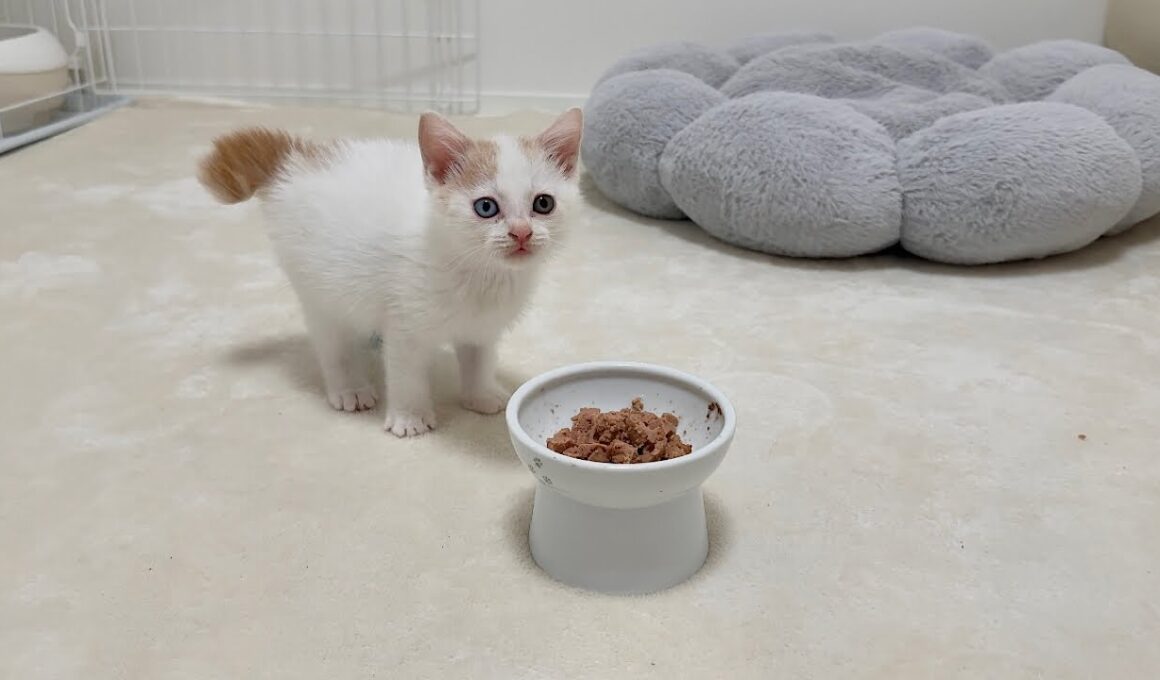 保護した生後１ヶ月の子猫が突然ご飯を食べなくなりました。