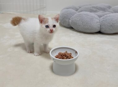 保護した生後１ヶ月の子猫が突然ご飯を食べなくなりました。