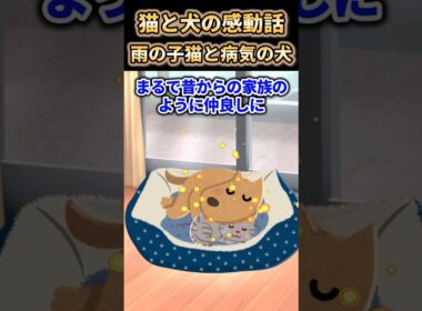 猫と犬の感動話　雨の子猫と病気の犬　 #ショート #2ch #猫 #犬