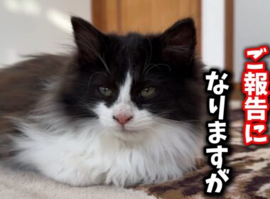 長毛の子猫についてとても大切なお話がございます