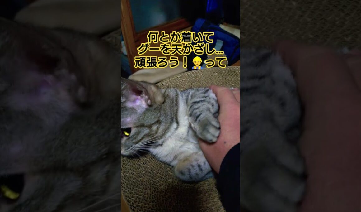 今日のガチ動画#cute #cat #ねこ #猫のいる暮らし #ねこのいる生活 #いやし #いやしねこ #時雨#遅刻 #寝坊