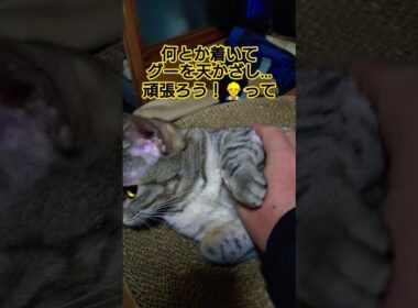 今日のガチ動画#cute #cat #ねこ #猫のいる暮らし #ねこのいる生活 #いやし #いやしねこ #時雨#遅刻 #寝坊