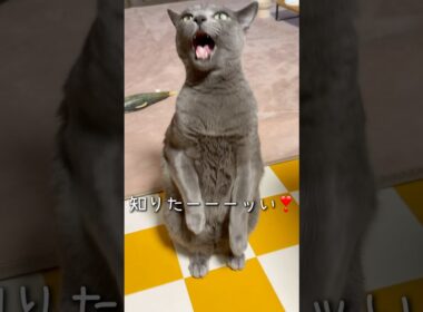 【ロシアンブルー】仕事から帰るとめろんこんな感じでした🥹構ってほしかったのね🥺【猫】#shorts