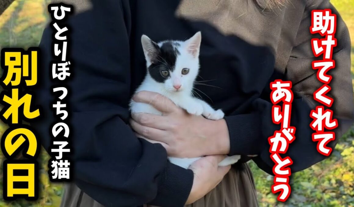 助けを求め鳴きながら彷徨った子猫が幸せへと旅立ちました
