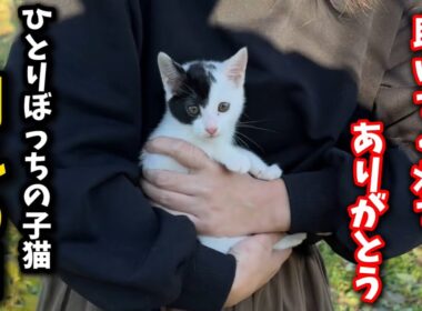助けを求め鳴きながら彷徨った子猫が幸せへと旅立ちました