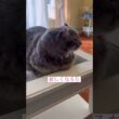 いってらっしゃい #ねこ動画 #アメリカンカール #catlife