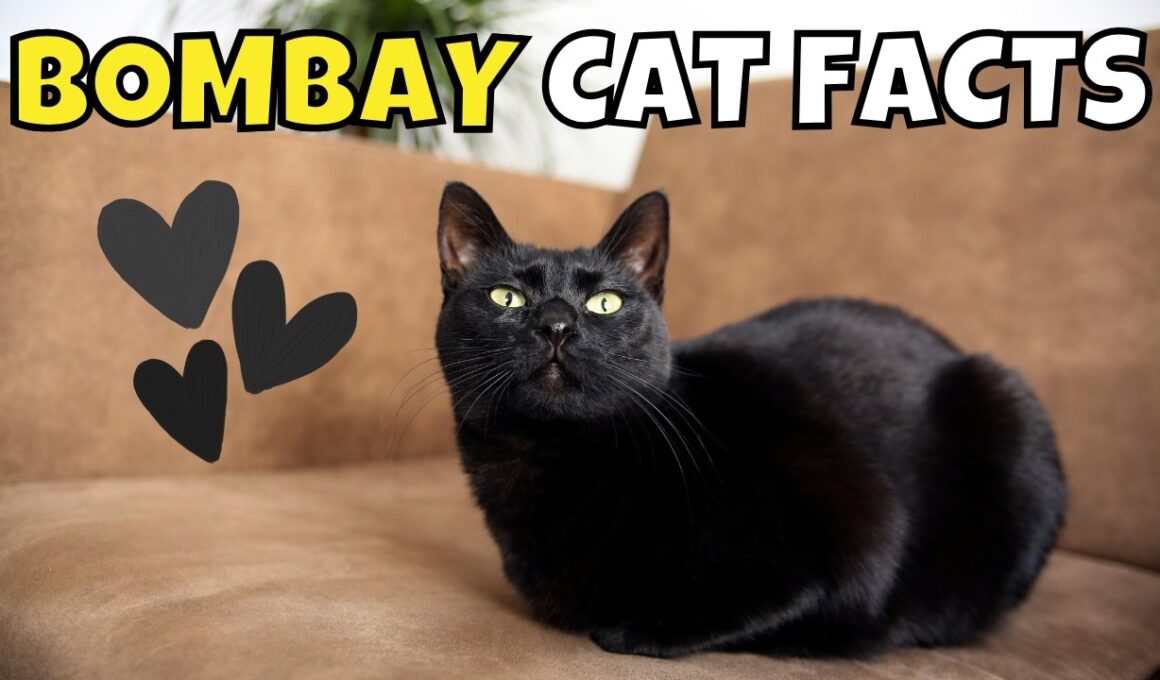 10 Fun Facts About Bombay Cats: The Enchanting Mini Panthers